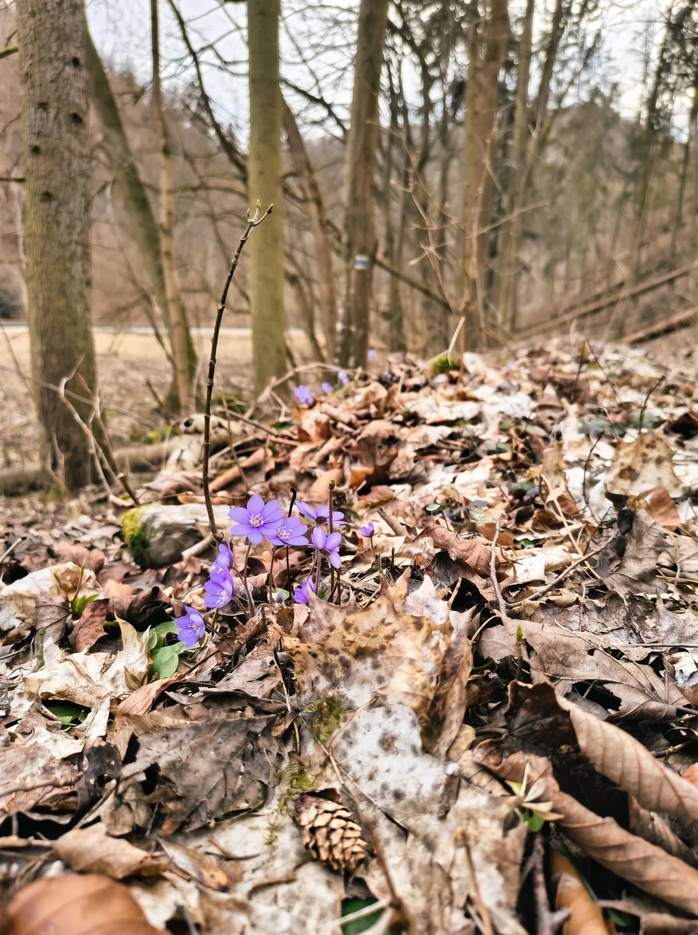 Moravian Karst Canyon & Macocha Abyss — photo 6